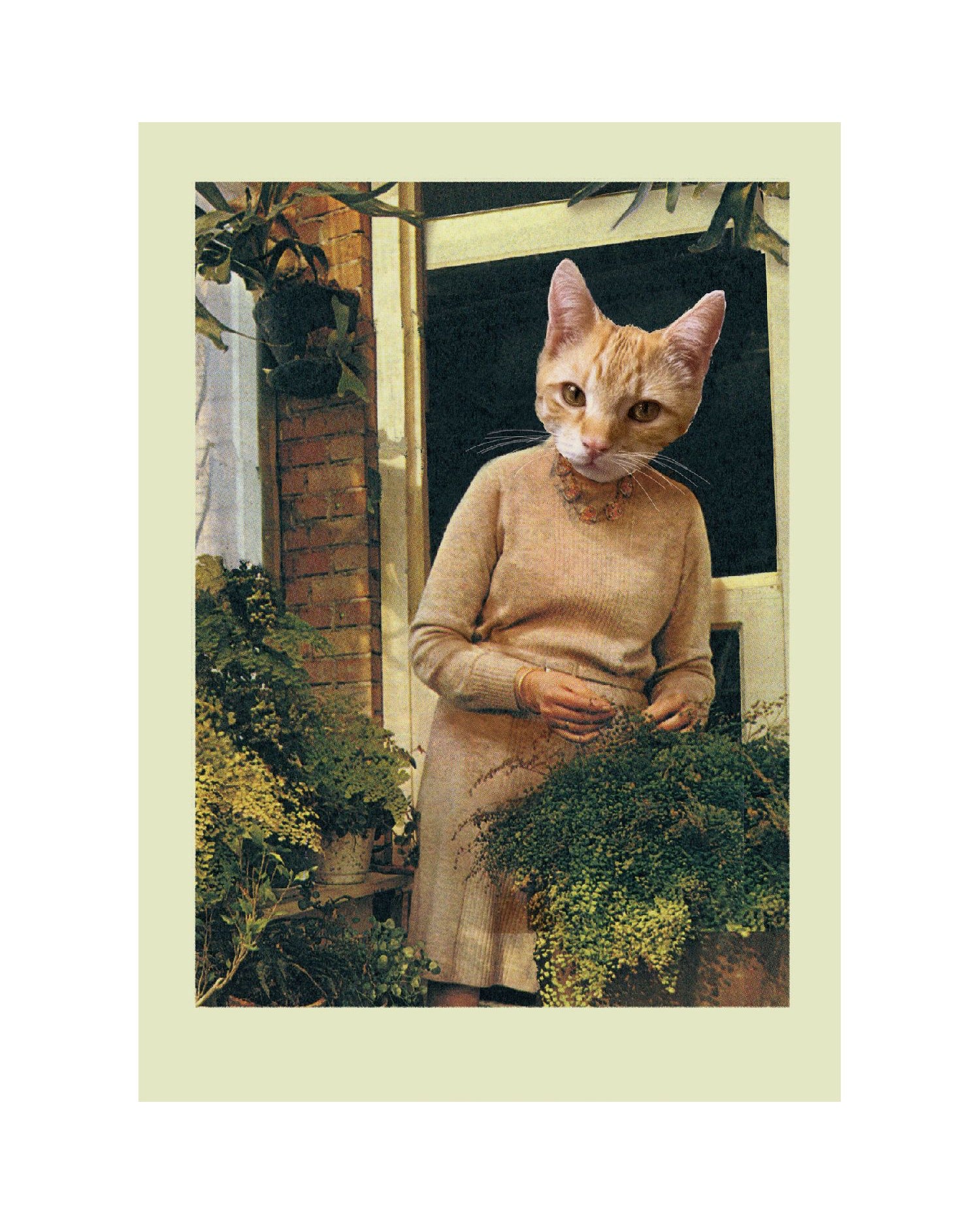 CAT LADY | Postcard